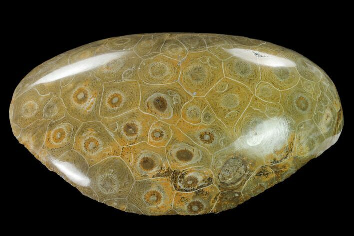 Polished Fossil Coral (Actinocyathus) Head - Morocco #157537